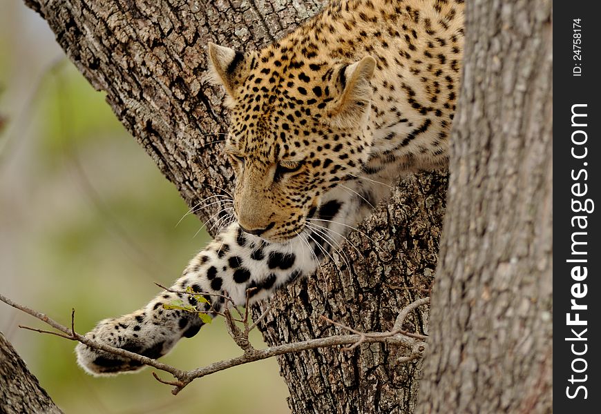 The leopard is one of the Big Five of South Africa. The leopard is one of the Big Five of South Africa.