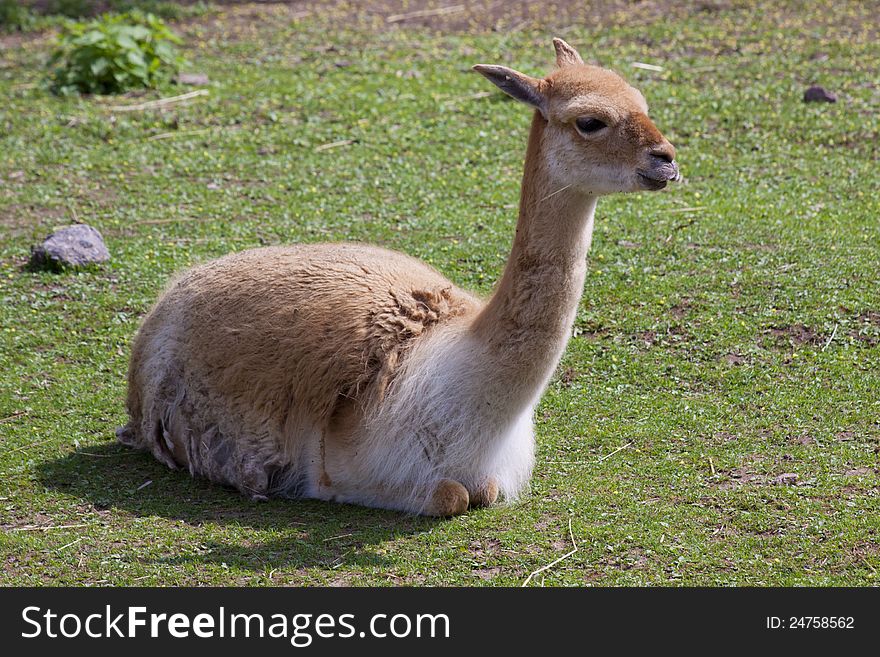 Llama On The Lawn