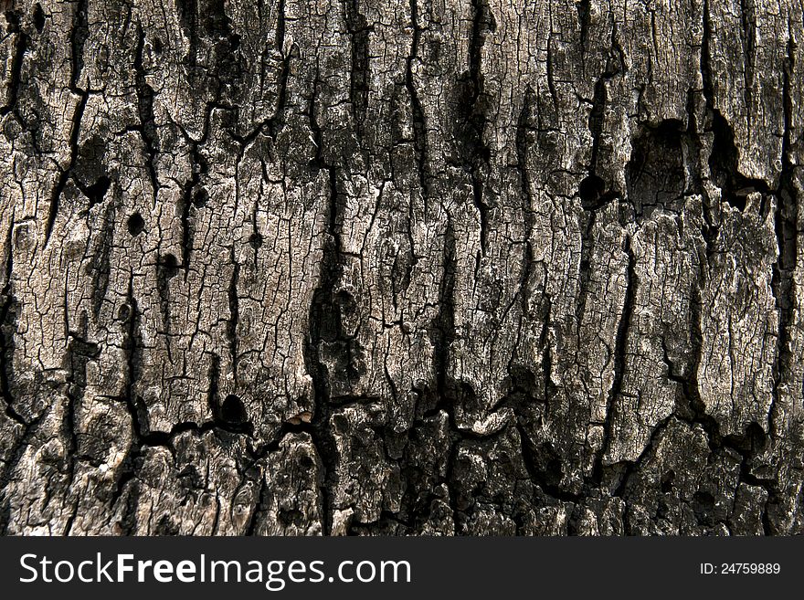 Bark Moss Texture