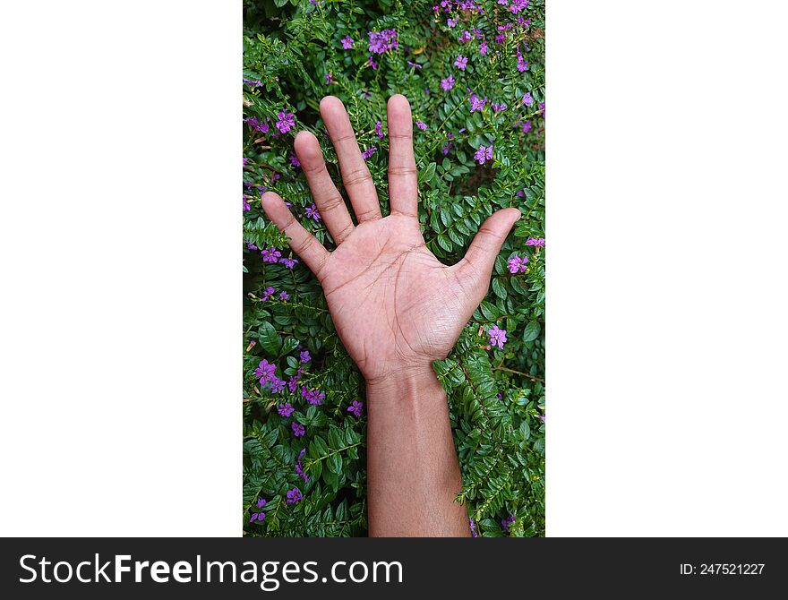 Beautiful Purple Color Flowers On Hand