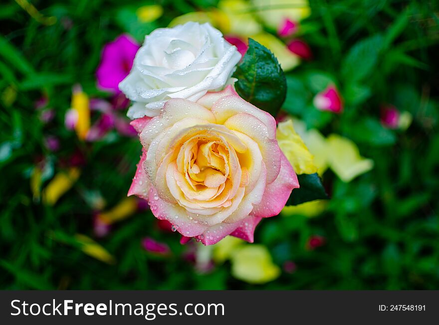 roses photographed from above with rose petals sprinkled on the background