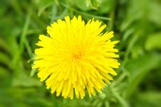 Yellow Dandelion On A Green Background Stock Photography Yellow Dandelion On A Green Background Stock Photography