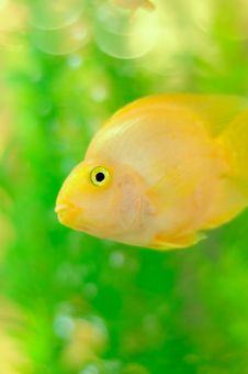 Gold Parrot Fish In Aquarium Stock Images