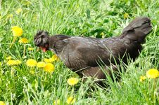 Black Crested Chicken In Green Grass Stock Image