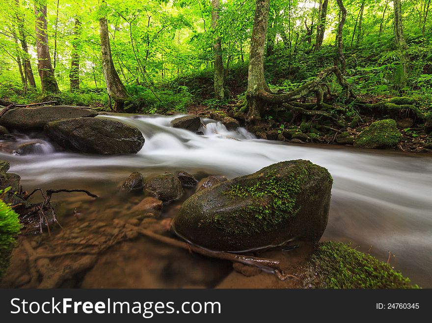 Vibrant green foliage and stream in the forest