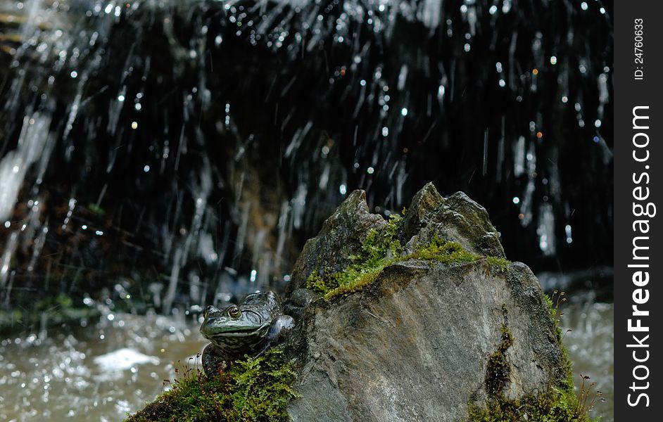 Bullfrog sunning on rock next to waterfall