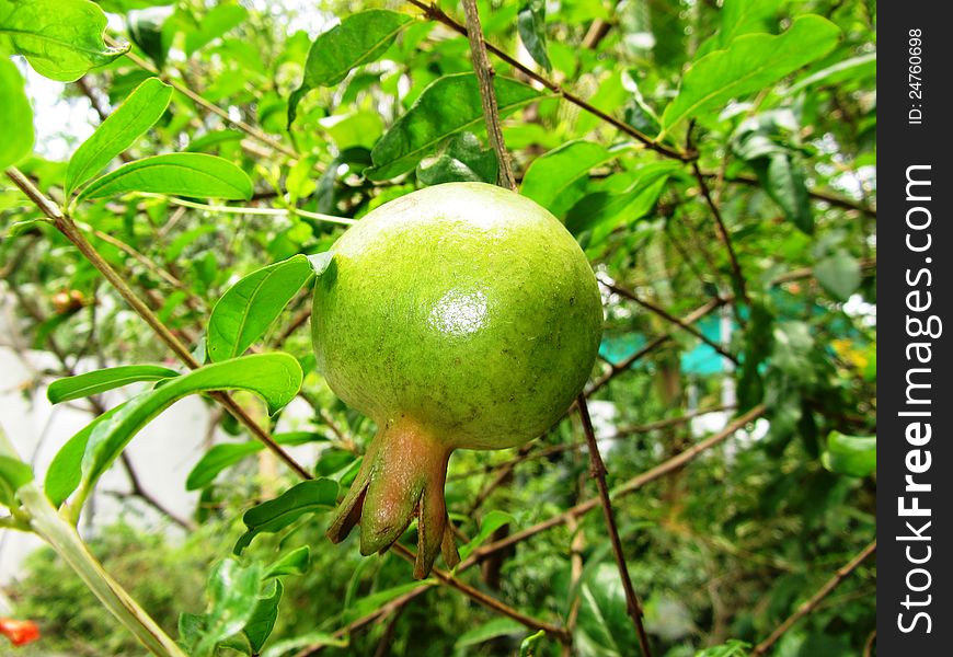 Green and young pomegranate fruit in its shrub. Green and young pomegranate fruit in its shrub