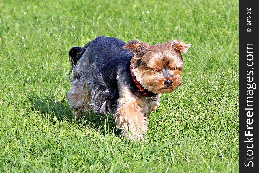 Photo of a beautiful little yorkshire terrier pup running with the wind in his face with his eyes shut!. Photo of a beautiful little yorkshire terrier pup running with the wind in his face with his eyes shut!