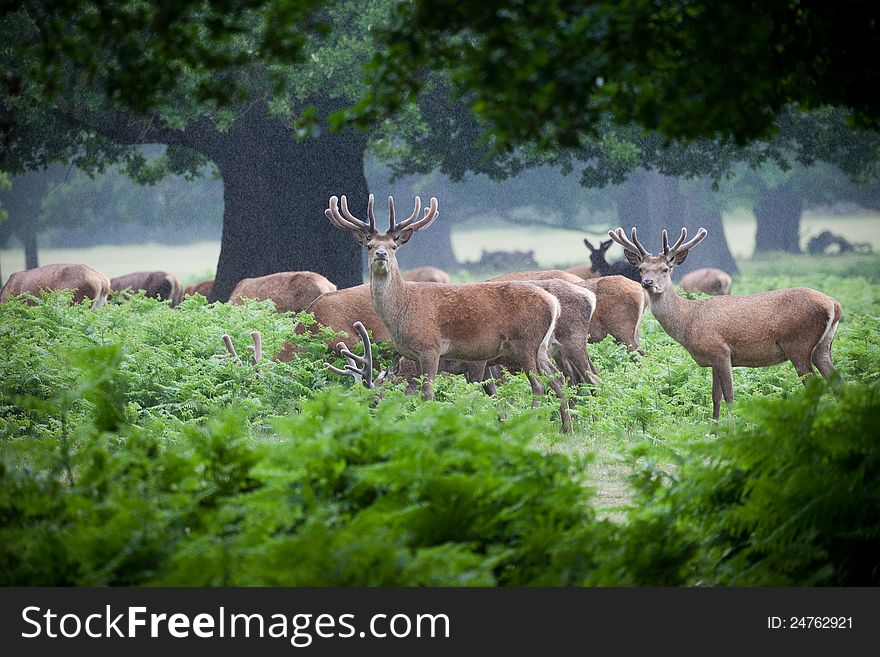 Deer herd in a forest