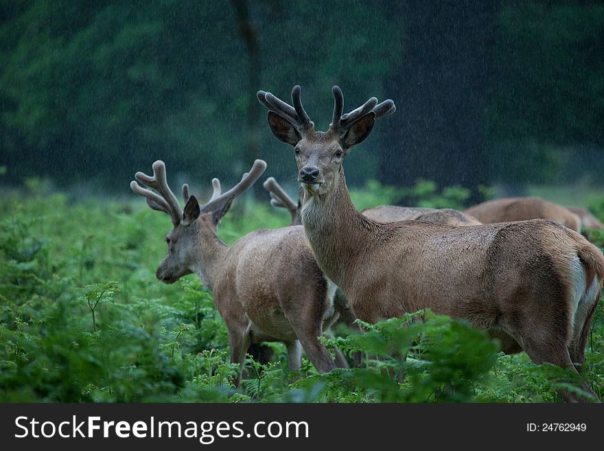 Deer herd in a forest