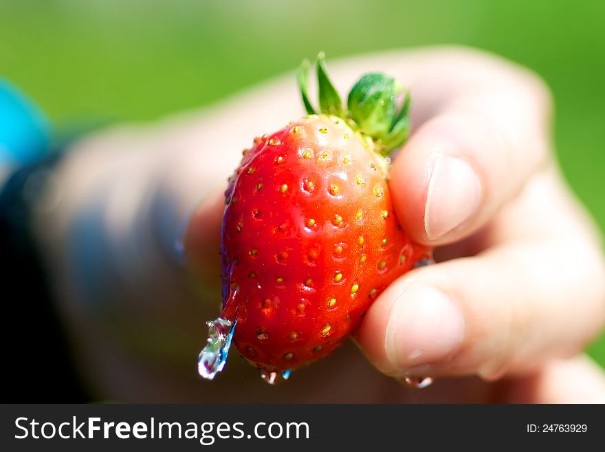 Water flowing over fresh strawberry. Water flowing over fresh strawberry