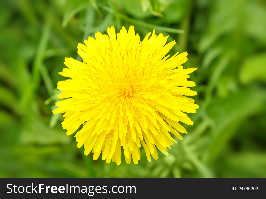 Yellow dandelion on a green background