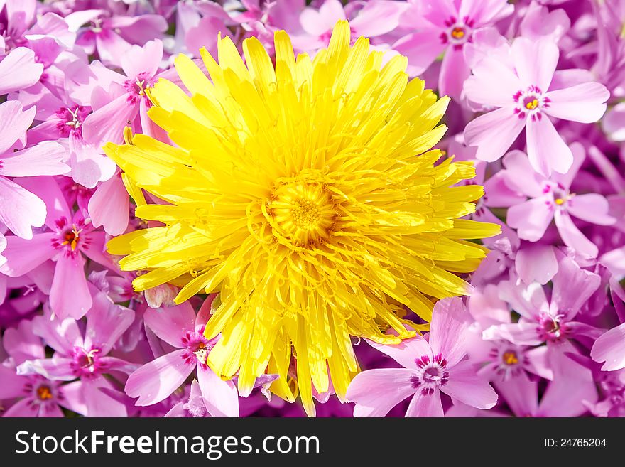 Yellow dandelion on pink flower background