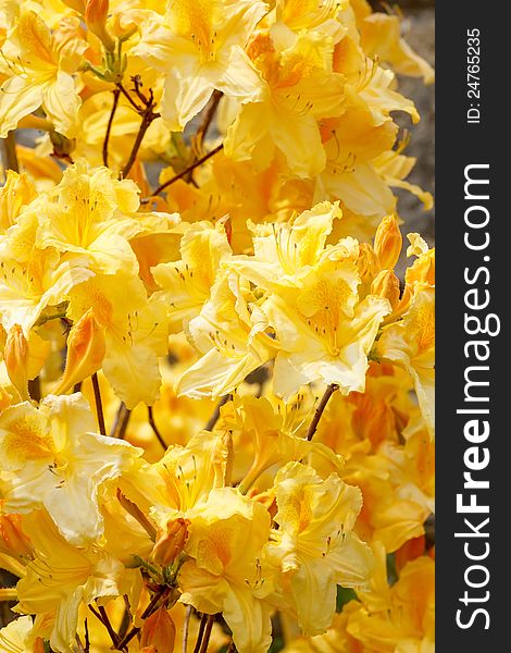 Yellow azalea rhododendron flowers full bloom in spring garden. Yellow azalea rhododendron flowers full bloom in spring garden