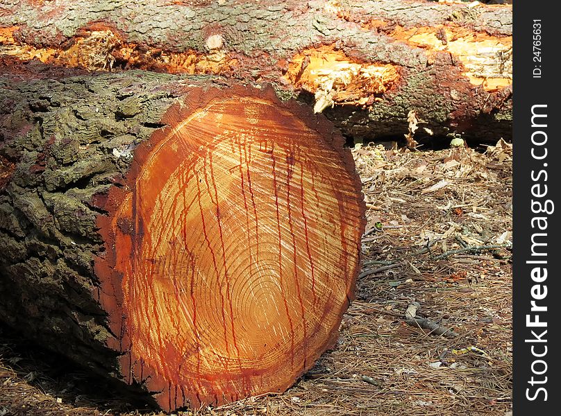 Detail of some trunks in a forest