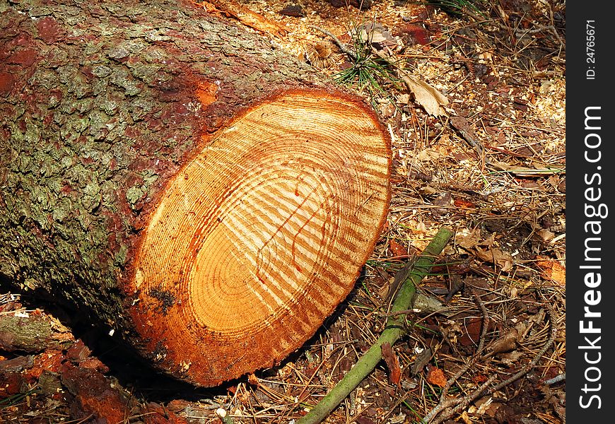 Detail of some trunks in a forest