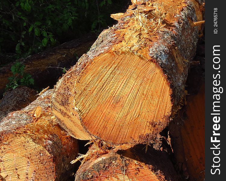 Detail of some trunks in a forest