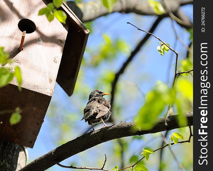Starling Sitting on Tree near Birdhouse