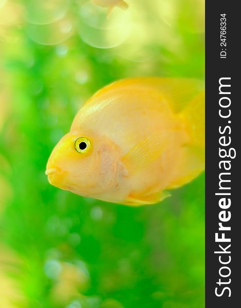 A gold parrot fish swimming in aquarium. A gold parrot fish swimming in aquarium
