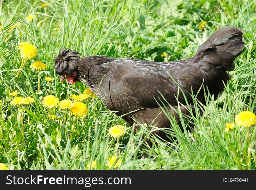 Black Crested Chicken In Green Grass