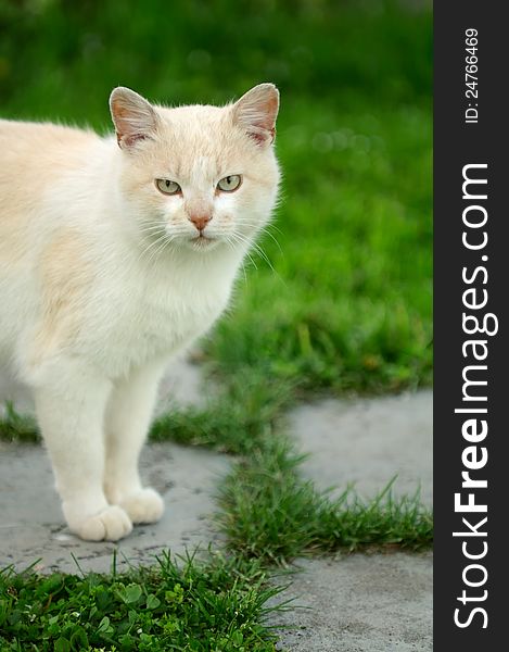 Red Cat Standing On Paved Path