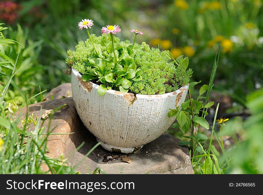 Old Cracked Pot With Flowers In The Garden