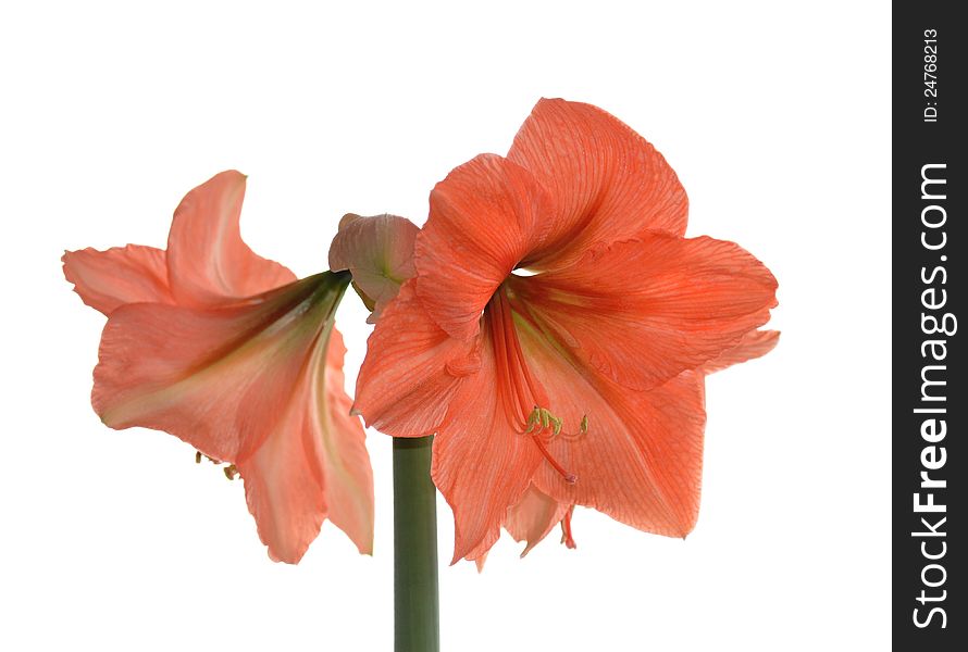 Bright orange flower of Hippeastrum isolated on a white background. Bright orange flower of Hippeastrum isolated on a white background