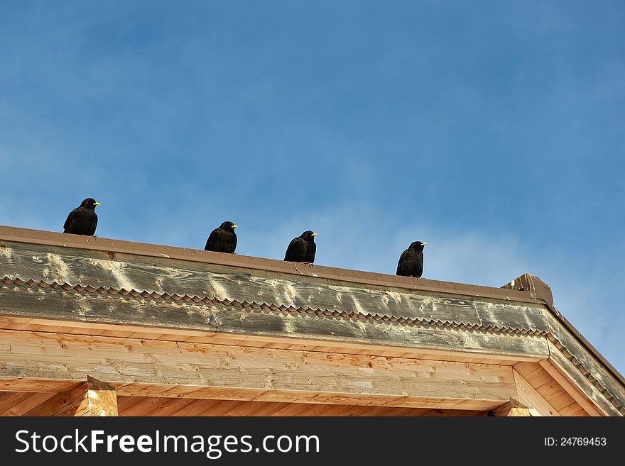 Large blackbirds on roof of house