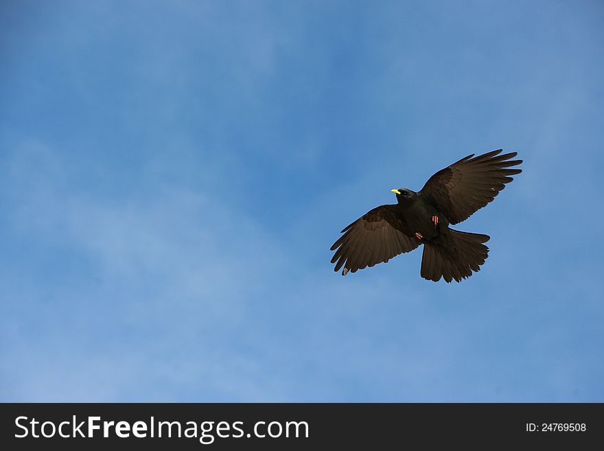 Flying large blackbird on background sky