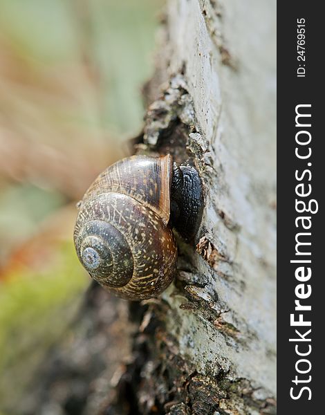 Snail attached to a stump of a tree. Snail attached to a stump of a tree.