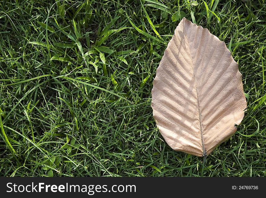 Dried brown leaf on green grass. Dried brown leaf on green grass