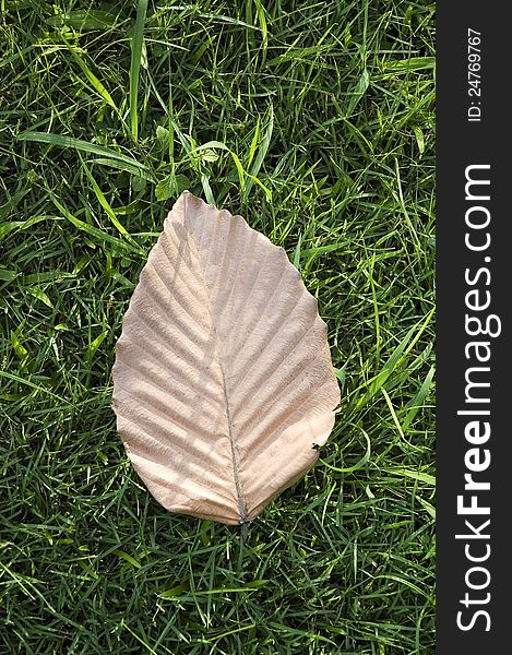 Dried leaf on grass