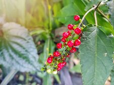 Tiny Red Fruit With Green Leaves Stock Image Tiny Red Fruit With Green Leaves Stock Image