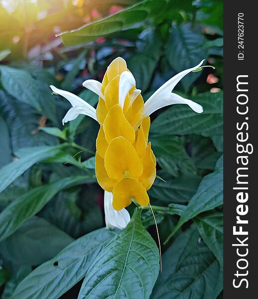 Unique Tropical Flower Yellow Color With Petals Sticking Out