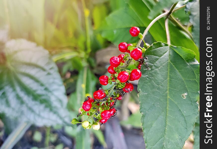 Tiny red fruit with green leaves