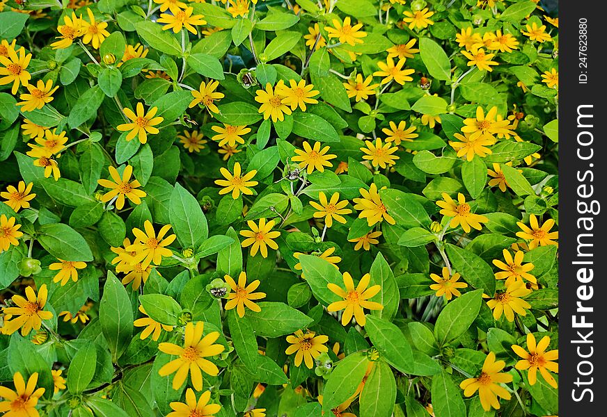 Small yellow tropical flowers like mini sunflowers with green leaves