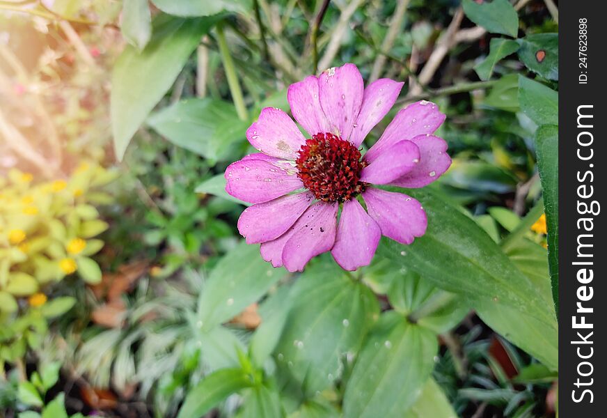 purple zinnia flower close up