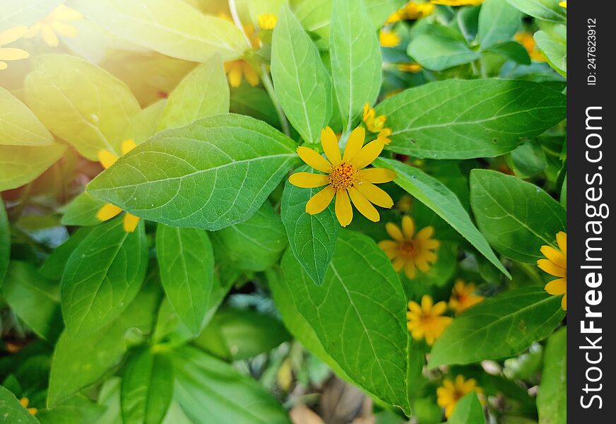 Small yellow tropical flowers like mini sunflowers with green leaves