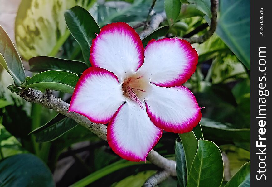 White frangipani flower with red border