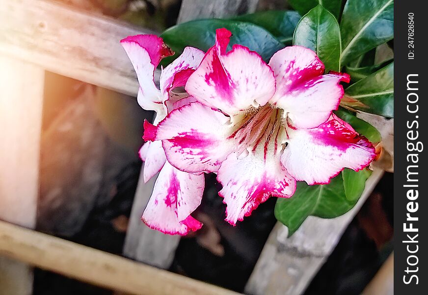 frangipani flower red white close up