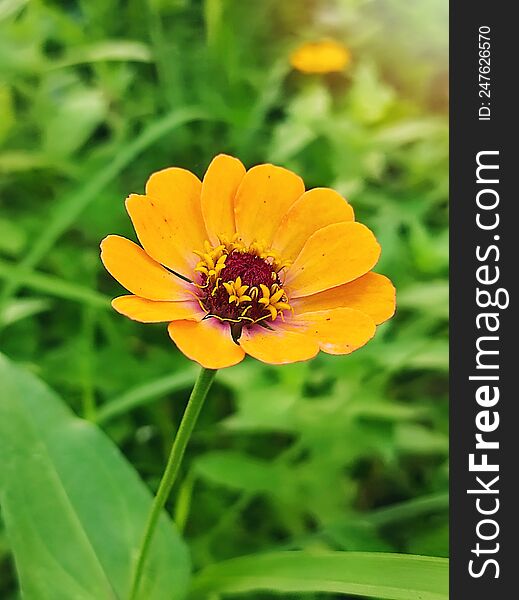 Yellow zinnia flower close up