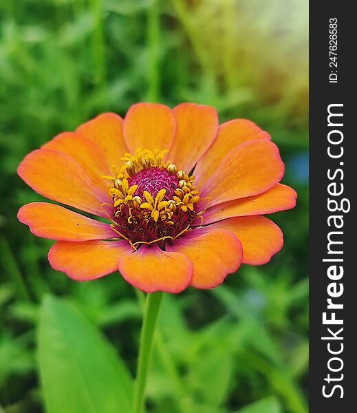 Orange Zinnia Flower Close Up