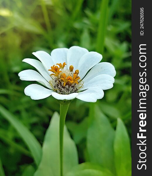 White Zinnia Flower Close Up