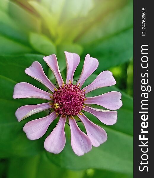 light purple zinnia flower close up