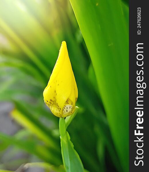 Tropical Yellow Flower Bud With Green Leaves