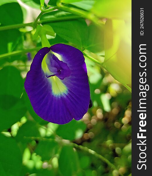 Dark blue purple tropical flower close up