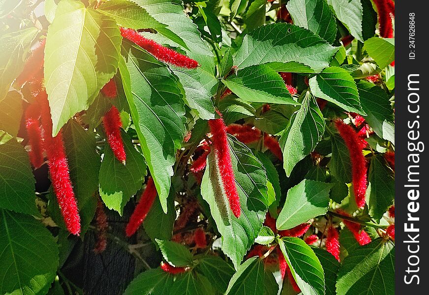 Unique red tropical flowers with green leaves