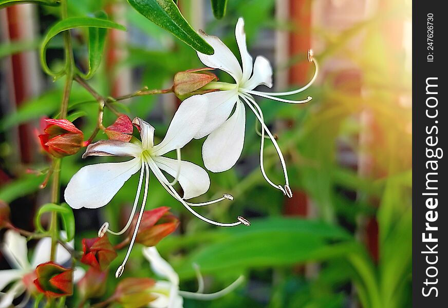 Unique Tropical White Wild Flower