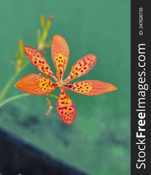 Wild Tropical Flower Close Up