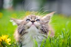 Little Cat - Maine Coon Stock Photography Little Cat - Maine Coon Stock Photography